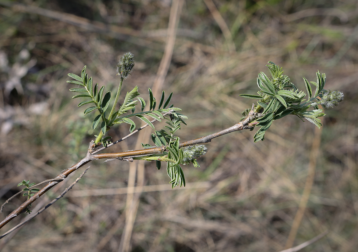 Изображение особи Astragalus cornutus.