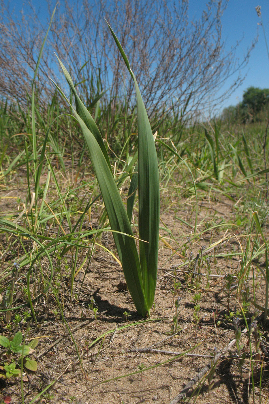 Image of Hierochloe repens specimen.