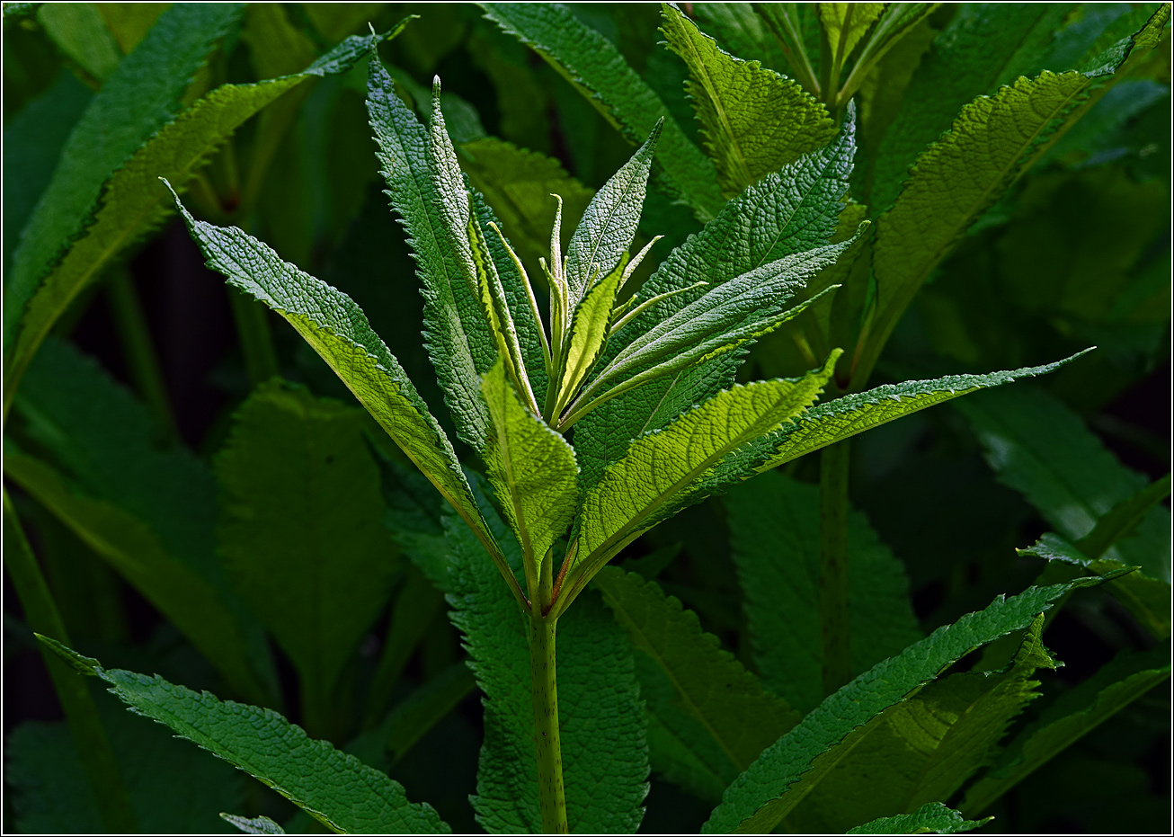 Image of genus Eupatorium specimen.