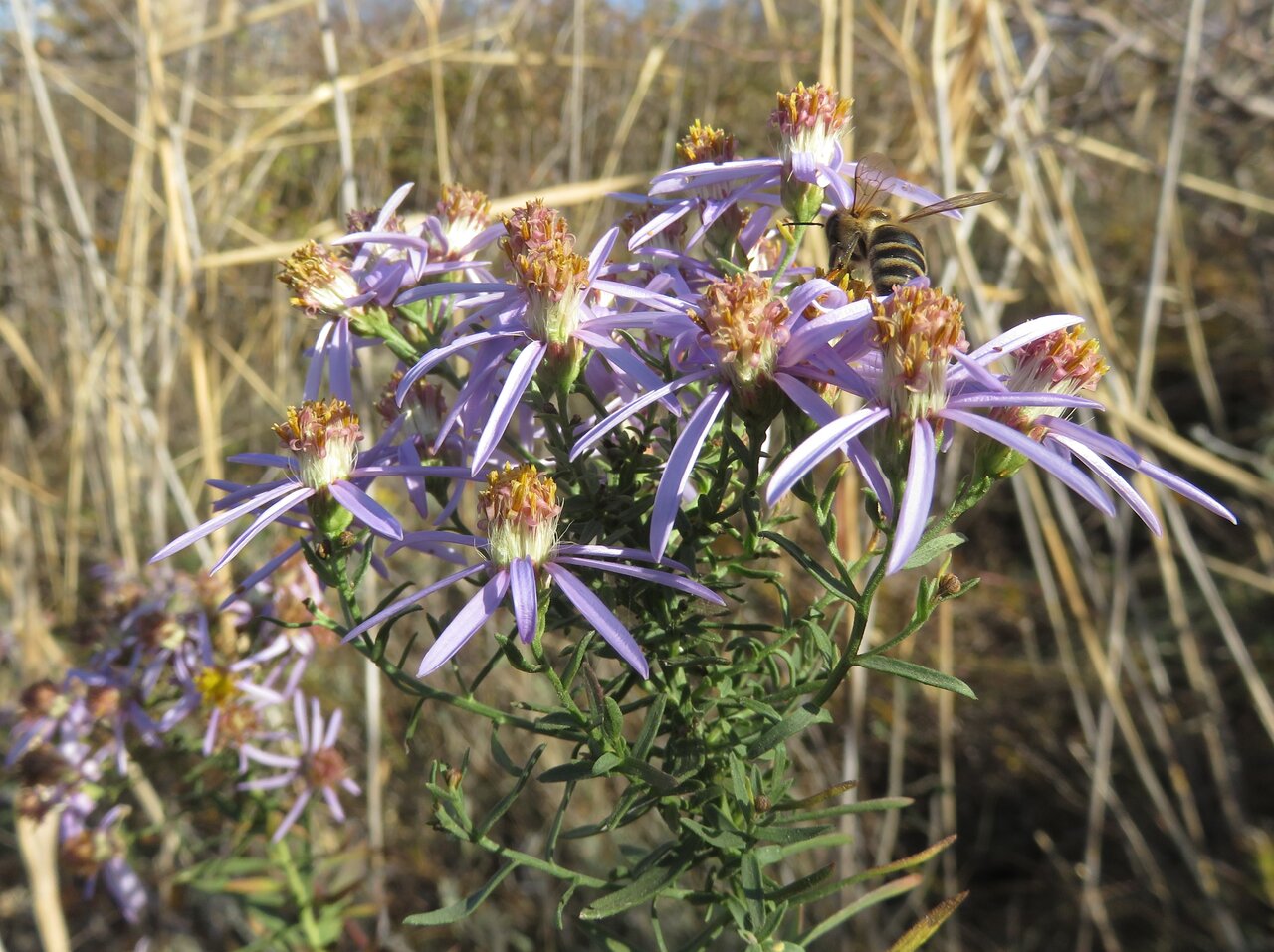 Image of Galatella sedifolia specimen.