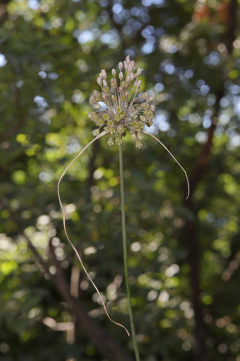 Image of Allium longispathum specimen.