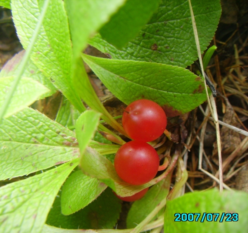 Изображение особи Arctous erythrocarpa.