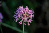 Allium lineare. Соцветие с завязавшимися плодами. Оренбургская обл., Кувандыкский гор. округ, заповедник \"Шайтан-Тау\", хр. Шайтан-Тау, ≈ 500 м н.у.м., поросший кустарниками участок склона. 06.07.2023.