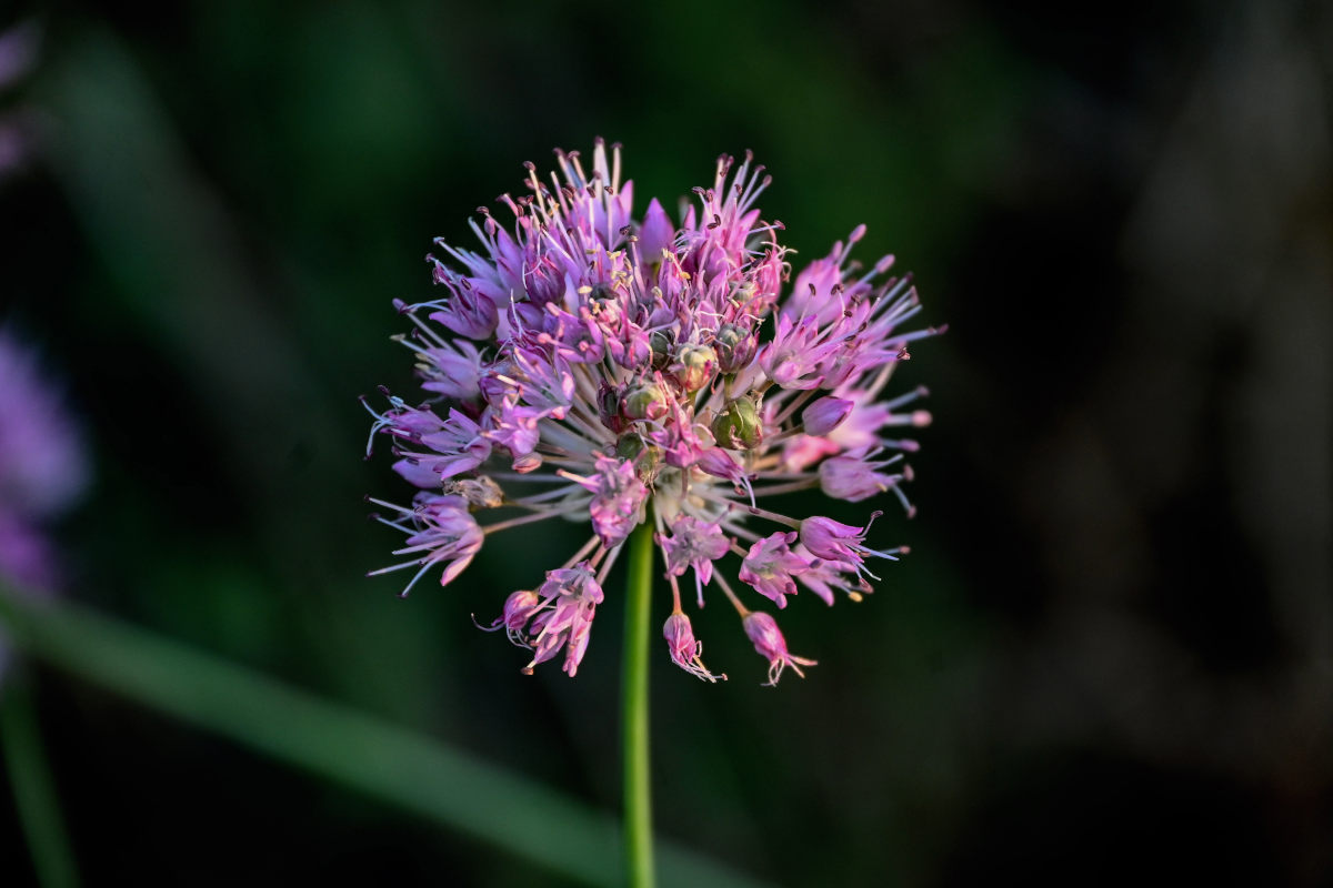 Изображение особи Allium lineare.