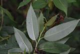 Salix euxina. Листья с повреждениями (вид на абаксиальную поверхность). Тульская обл., Куркинский р-н, окр. степного урочища Горки, левый берег р. Дон. 30 июля 2024 г.