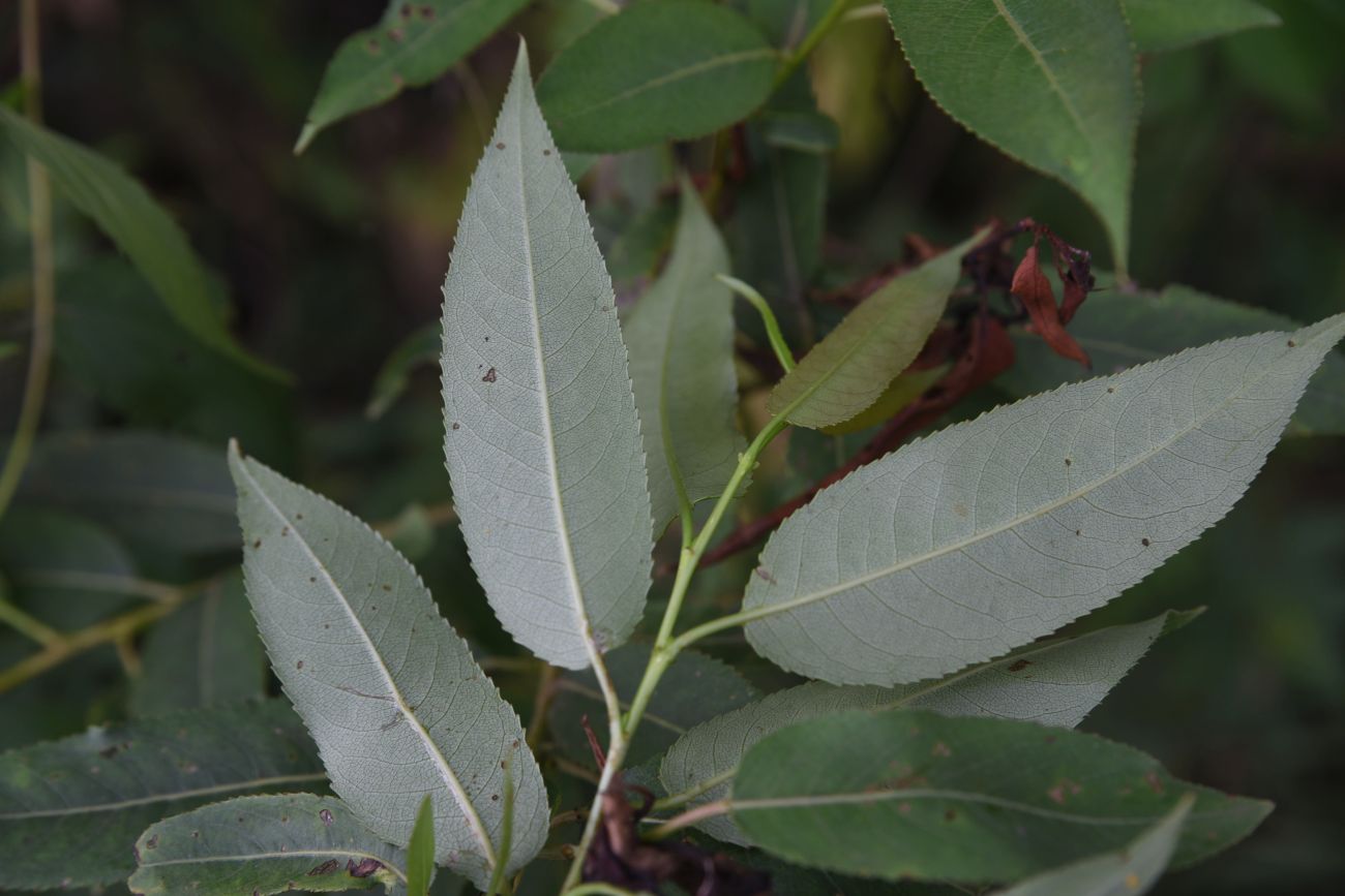 Image of Salix euxina specimen.