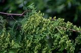 Thuja occidentalis. Часть ветви с незрелыми шишками. Вологодская обл., г. Вологда, в культуре. 14.07.2024.