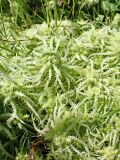 Sphagnum squarrosum