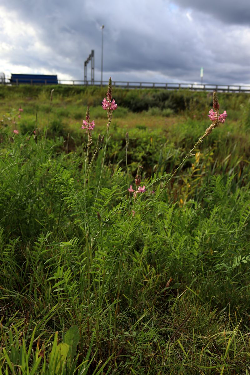 Image of Onobrychis viciifolia specimen.