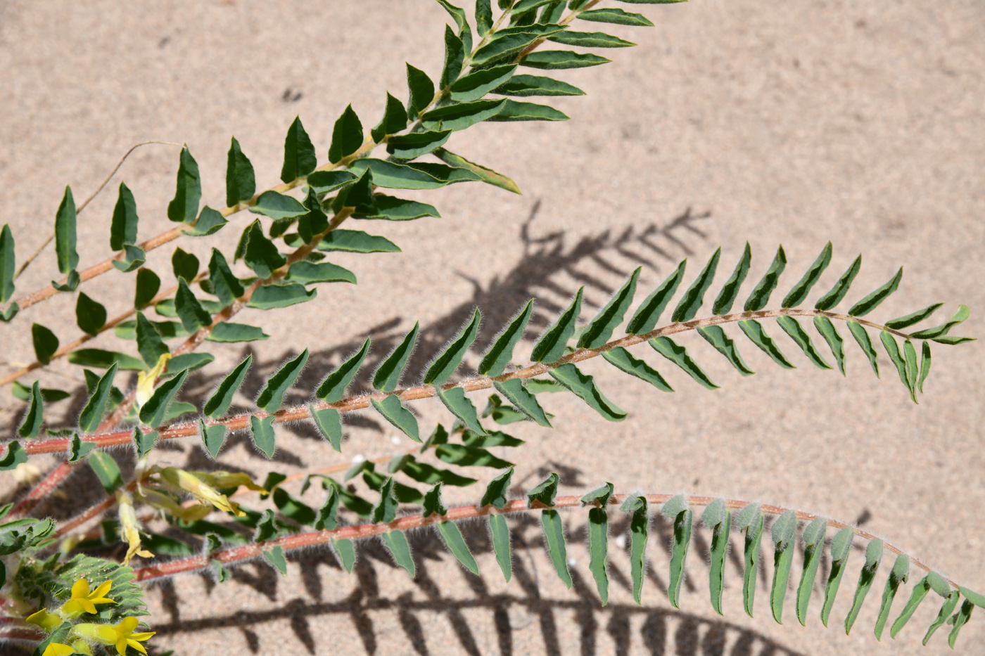 Image of Astragalus rubtzovii specimen.