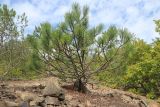 genus Pinus. Молодое растение с многовершинной кроной. Краснодарский край, м/о г. Геленджик, окр. с. Тешебс, Прохаскина балка, глинисто-щебнистый осыпной склон. 16.10.2024.