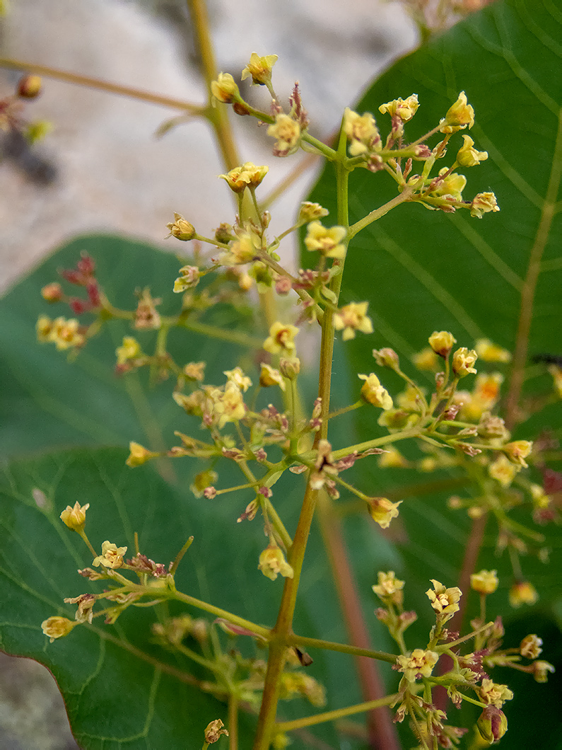 Image of Cotinus coggygria specimen.