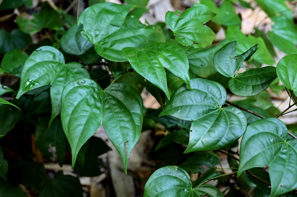 Image of Bauhinia championii specimen.