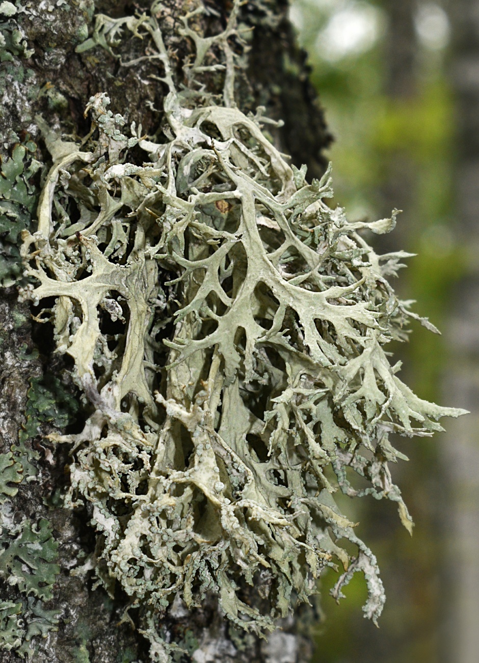 Image of Evernia prunastri specimen.