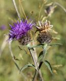 Centaurea nigra