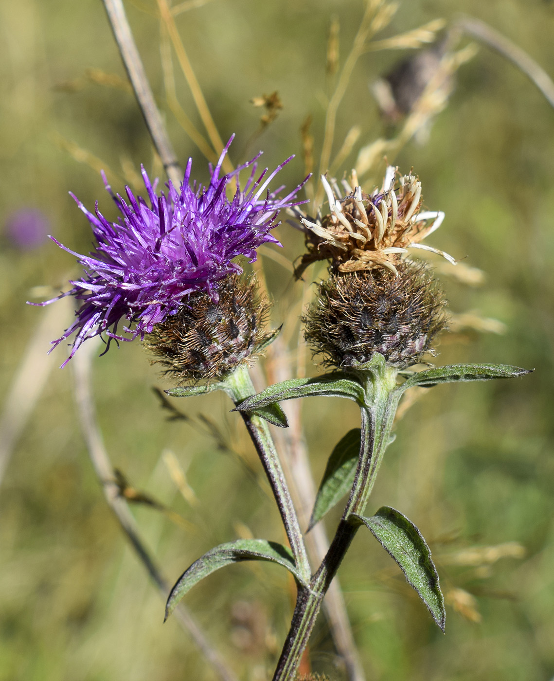 Изображение особи Centaurea nigra.