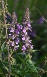 Stachys palustris. Соцветия (слева - побег Urtica dioica). Липецкая обл., Данковский р-н, окр. дер. Масловка, 1,5 км выше устья р. Паники, луг рядом с болотом. 3 августа 2024 г.