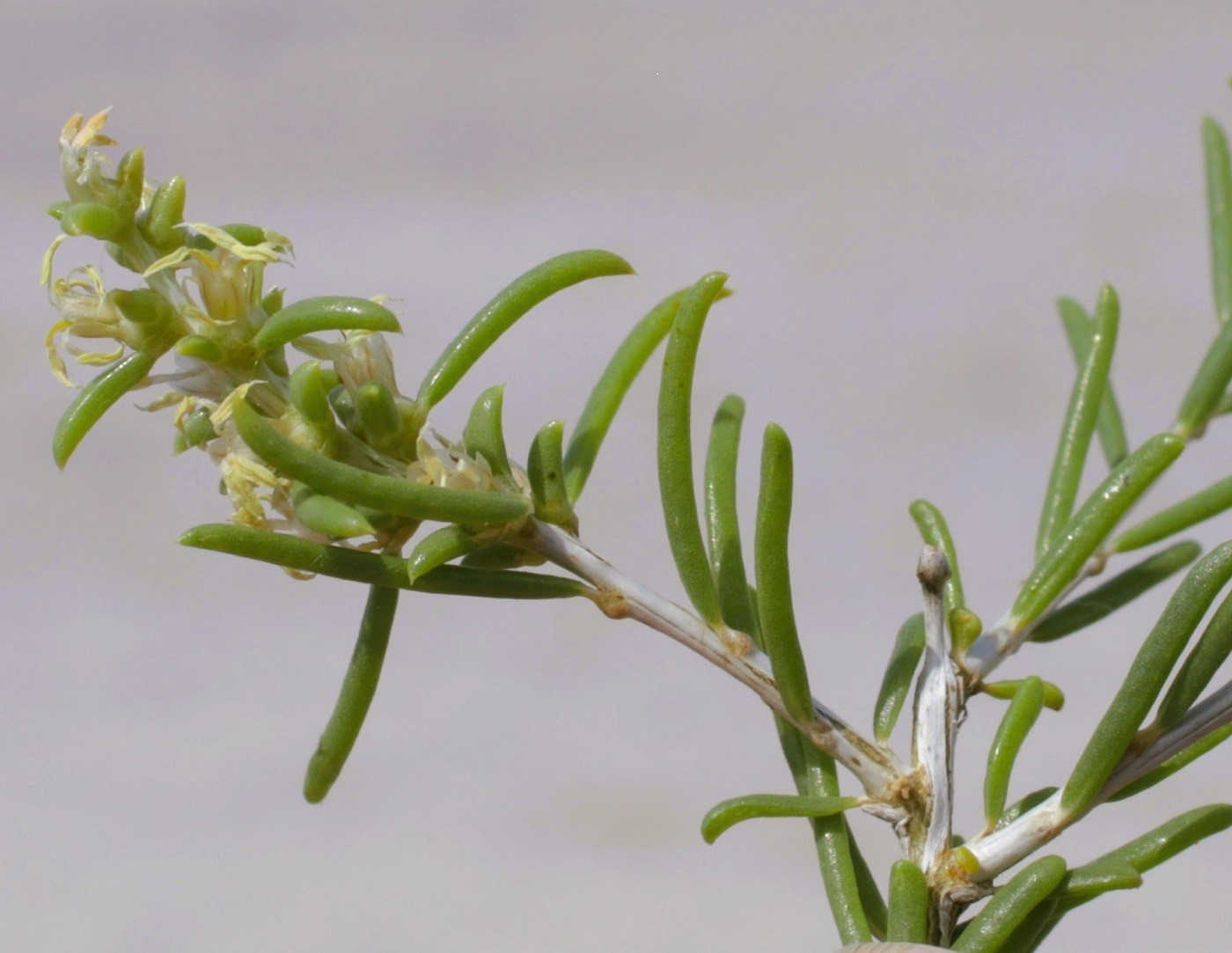 Изображение особи Salsola arbuscula.