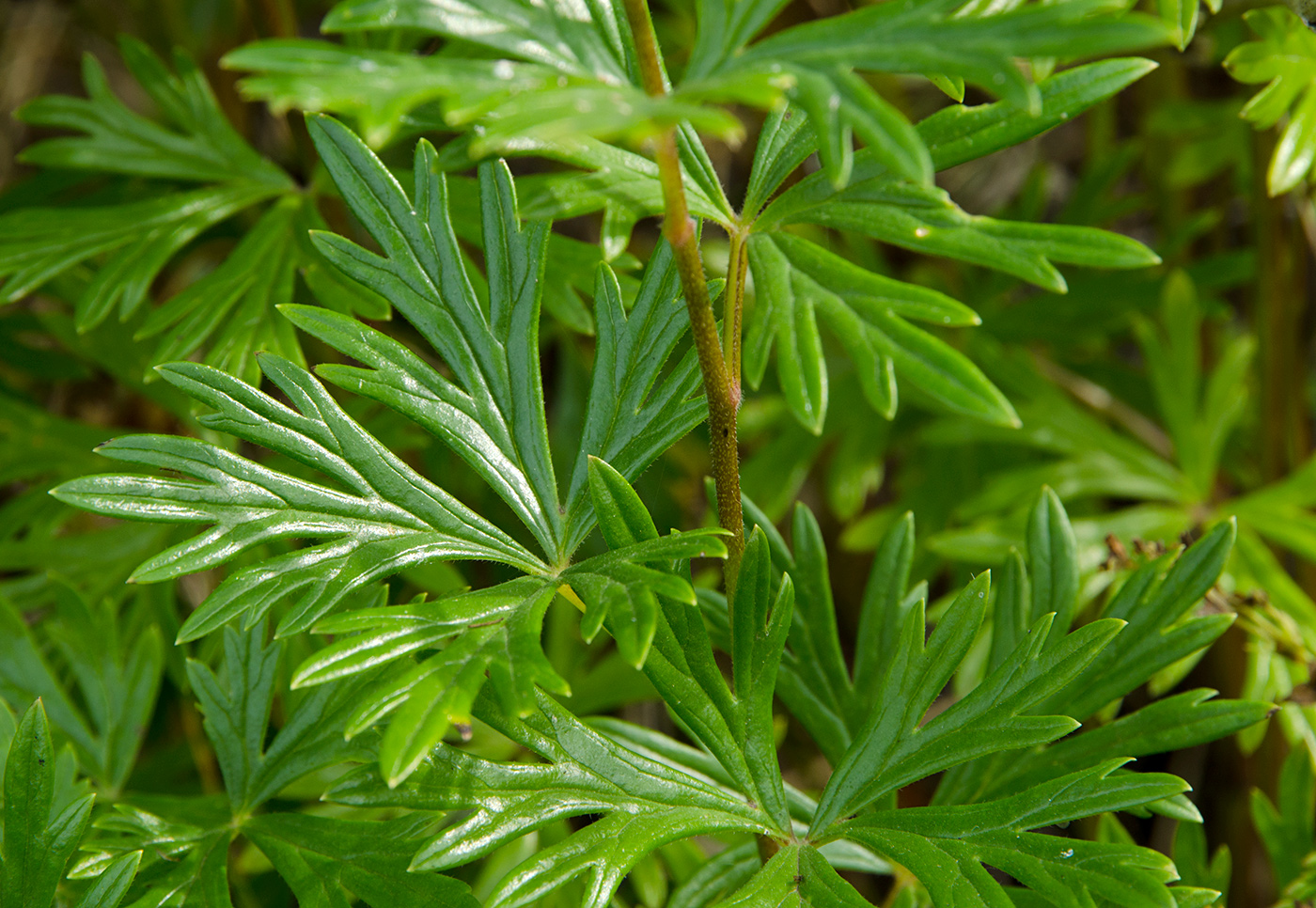 Image of Aconitum napellus specimen.