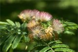 Albizia julibrissin. Соцветия (распустившиеся, развивающиеся и увядшие) и части листьев. Турция, г. Анталья, Dokuma Park, в культуре. 01.06.2024.