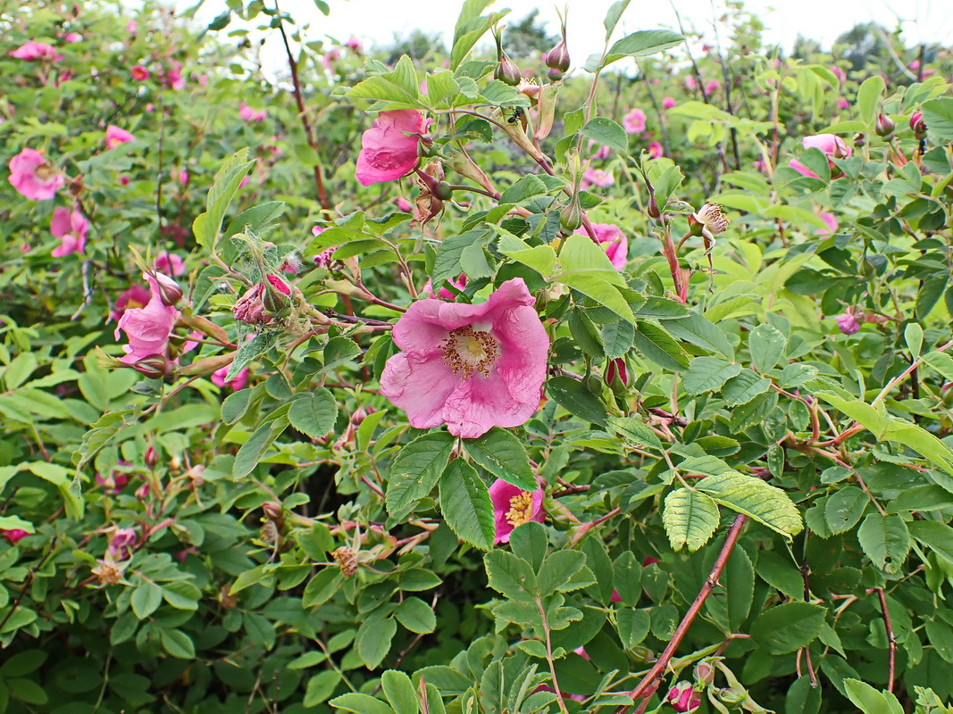 Image of genus Rosa specimen.