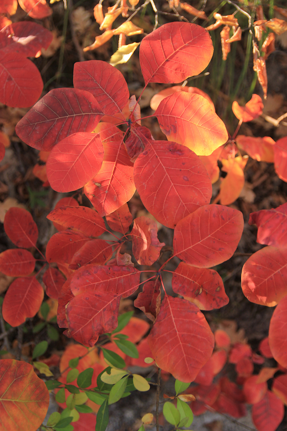 Image of Cotinus coggygria specimen.