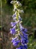 Delphinium fissum. Верхняя часть соцветия. Крым, Южный Берег, горное плато в 200 м к зап. от р. Алака (Сотера), крутой склон у края смотровой площадки. 30.05.2024.