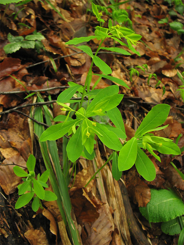 Image of Euphorbia carniolica specimen.