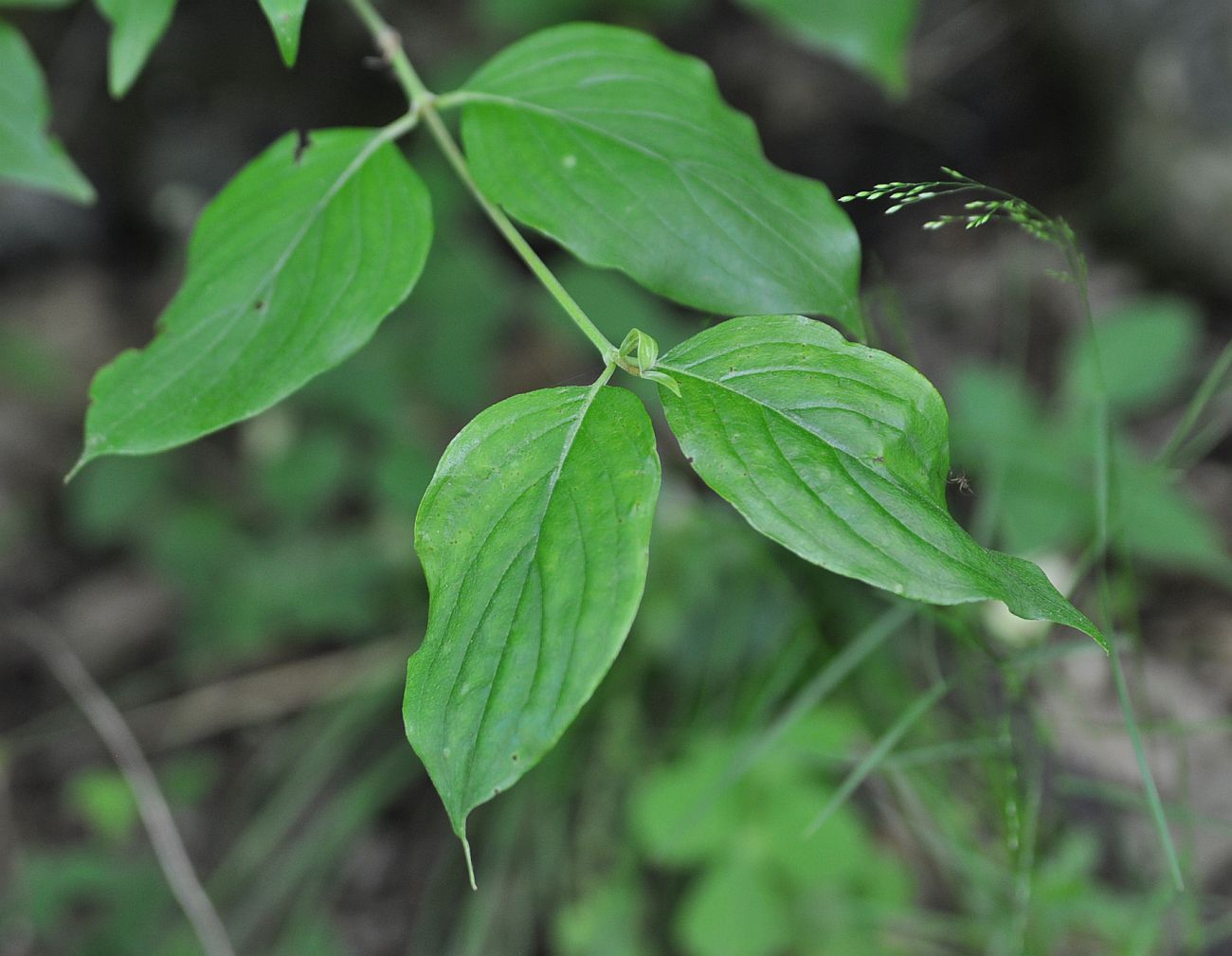 Image of Cornus mas specimen.