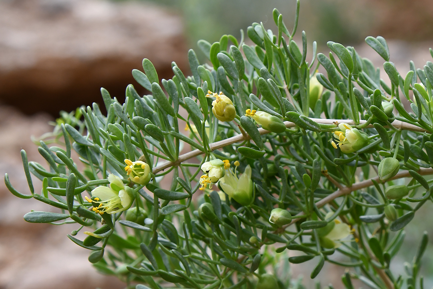 Изображение особи Zygophyllum ferganense.