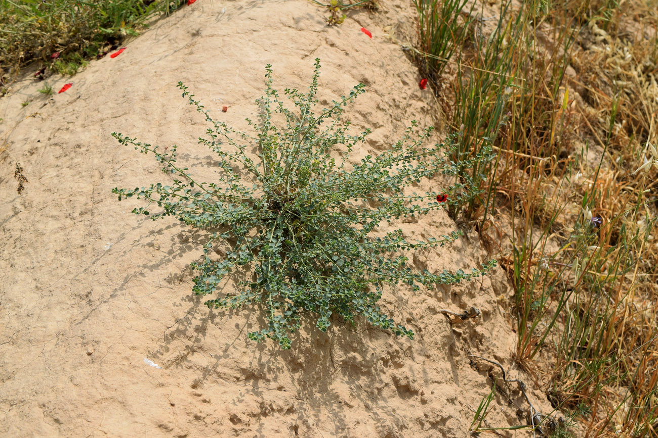 Image of Andrachne rotundifolia specimen.