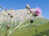 Cirsium arvense. Веточка с соцветиями в разной степени развития. Кабардино-Балкария, Черекский р-н, окр. с/п Верхняя Балкария, юго-восточный склон горы Мехтеген, ≈ 2300 м н.у.м., субальпийский луг. 29.07.2024.