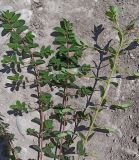 Euphorbia nutans