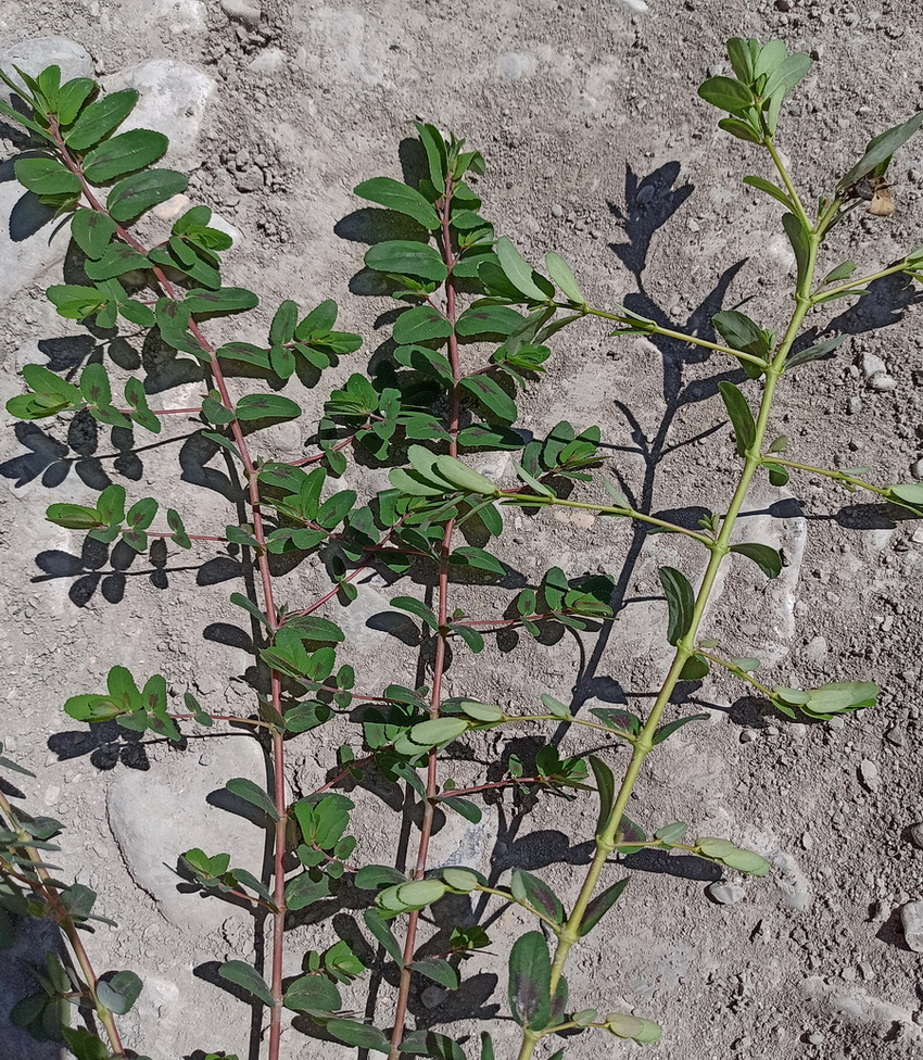 Image of Euphorbia nutans specimen.