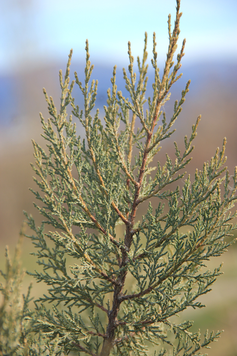 Image of Juniperus excelsa specimen.