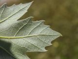 View full-size image Platanus × acerifolia