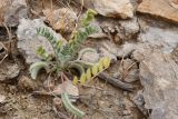 Смотреть изображение род Astragalus