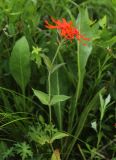 Смотреть изображение Lychnis fulgens
