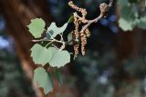View full-size image Populus pruinosa