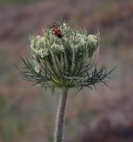 Смотреть изображение Daucus carota