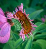 View full-size image Echinacea purpurea