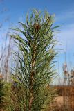 View full-size image Pinus sylvestris