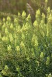 View full-size image Reseda lutea