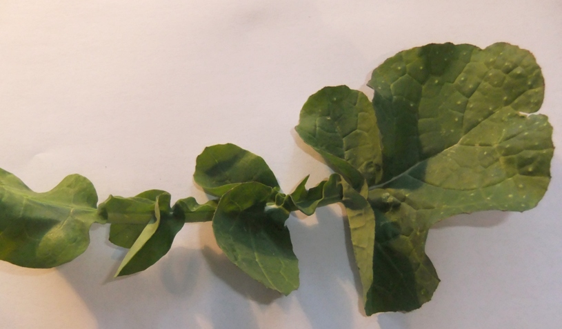 Image of Brassica campestris specimen.