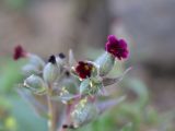 View full-size image Nonea pulla