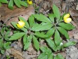 Anemone ranunculoides