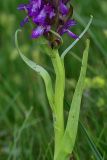 View full-size image genus Dactylorhiza