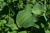 View full-size image Rumex scutatus
