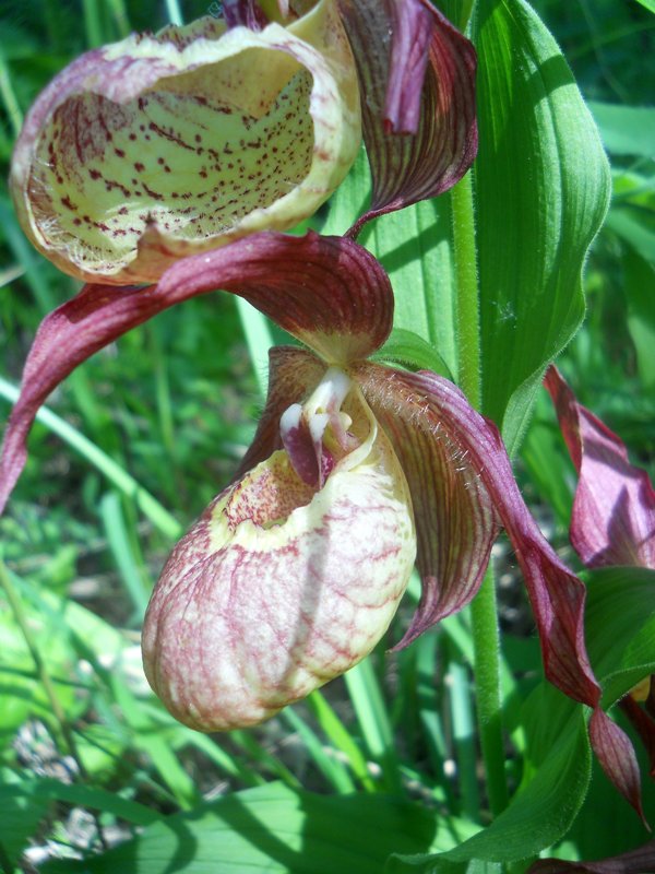 Image of Cypripedium &times; ventricosum specimen.