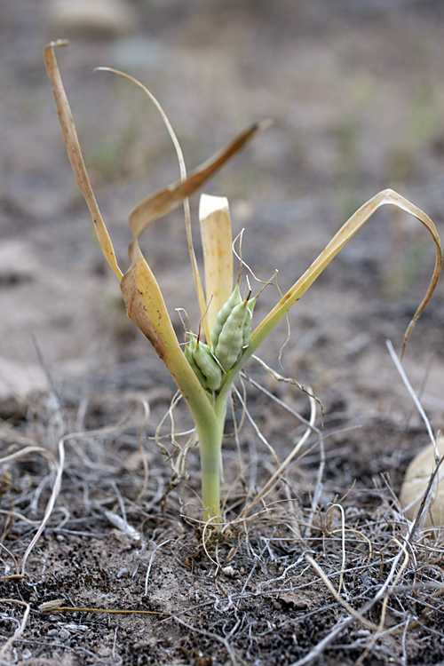 Image of genus Colchicum specimen.